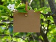 A piece of cardboard hanging on a pear tree branch with blossoms and leaves using a wooden clothespin.