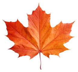 png maple plant leaf tree.