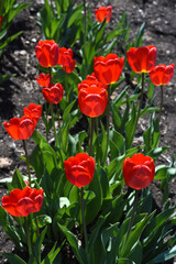 Wall Mural - Red tulip flowers on a background of green grass in a spring garden. Red tulip buds on a green background during the day.