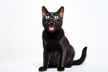 Wall Mural - Full-length portrait photography of a smiling bombay cat stretching a back in front of white background