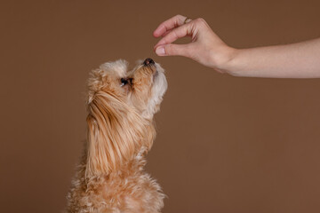 A girl feeds a Maltipoo puppy dry food. taking care of a dog, happy dogs concept