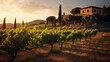 Vineyard at sunset with grapevines casting long shadows and rustic winery