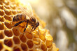 Bee sitting on a honeycomb, close up