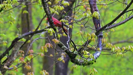 Wall Mural - A Red Male Cardinal and a Yellow Gold Finch both sit on the same branch of our Maple Tree.  Spring rainds in Windsor in Upstate NY bring these 2 to shelter under the new Leaves.