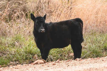 Baby cow