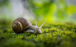 Big Roman snail (Helix pomatia) crawling on the moss in the rainy forest. Shallow depth of field.
