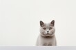Environmental portrait photography of a cute british shorthair cat staring isolated on minimalist or empty room background