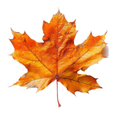 Wall Mural - maple leaf isolated on transparent background
