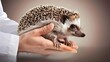 hedgehog in hands Generative AI