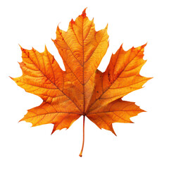 Wall Mural - maple leaf isolated on transparent background