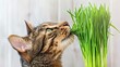 cat eats grass Generative AI