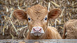 a young brown calf with blue eyes, peeking over a wooden fence, surrounded by straw.