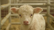 Colostrum.  A close-up shot of a white calf with curly fur, standing inside a pen with metal bars.