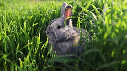 Wall Mural - Grey rabbit sitting on a green meadow in the spring forest, close up, concept for the spring holidays, easter bunny.