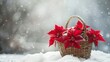 Red Christmas poinsettia flowers in a basket on snowy. Christmas background. Space for text.