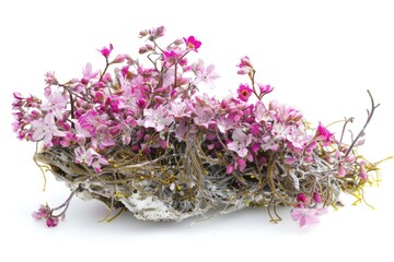 Irish Moss Carrageen Seaweed. Close-up Isolated Image of Natural Pink Flower Blossoms Amidst White