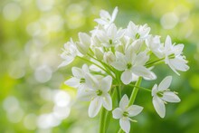 Ornithogalum Umbellatum Flower In Spring. Beautiful White Blossom Of Plant In Nature With Green