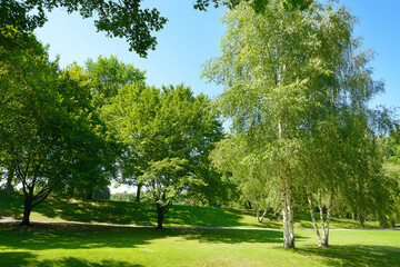 Wall Mural - beautiful meadow with green grass