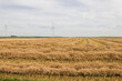 field of windrowed spring wheat