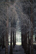 Forest nature background European forest and trees in a row