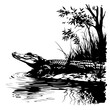Spectacled caiman basking on muddy banks
