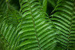 Green fern plant and nature background