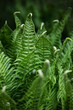 Beautiful dark green fern leaves background