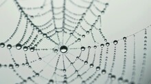 Dewy Spider Web Closeup Generative AI