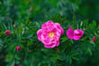 Rosa Rubignosa, Sweet briar beauty of unique rose species, macro shot. Sweetbriar rose, wild rose flowers with striking pink flowers closeup.
