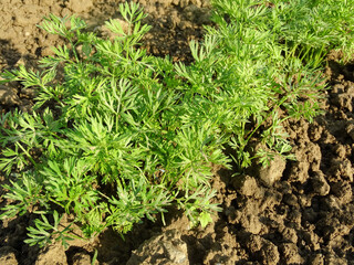 Wall Mural - Carrot plant in the field in Romania