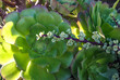 Succulents with succulent leaves in a flowerbed in Avalon on Catalina Island in the Pacific Ocean, California