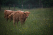 portrait of highland furry cow on the pasture. Rural life and farming concept.copy space banner