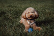 Copy space banner with cute toy poodle playing with rubber ball in the grass