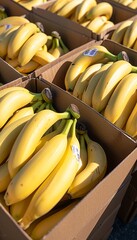Wall Mural - Ripe organic bananas in wooden crates at warehouse with blurred background and space for text