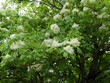 (Fraxinus ornus) South European flowering ash tree or manna ash tree with decorative panicles of creamy white flowers on clumps of pinnate green wavy leaves with finely serrated margin