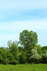 Wall Mural - A group of trees in a grassy area