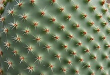 Closeup Of A Green Cactus With Numerous Sharp Spin Create With Ai