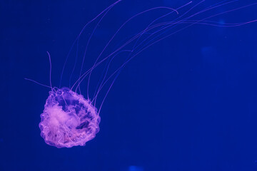 Poster - underwater photos of jellyfish chrysaora quinquecirrha jellyfish the atlantic sea nettle