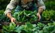 A chef harvesting fresh vegetables on a farm