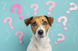 A dog looking at the camera with question marks around it, on a light blue background
