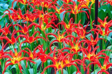 Canvas Print - Beautiful red and yellow tulips Go Go Red with unusually narrow petals in a garden