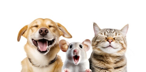 close-up funny happy smiling cat, dog and mouse portrait. isolated on white and png transparent back