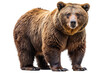 © mamo studios - Ferocious brown grizzly bear on a transparent background (PNG)
