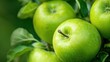 Closeup of green apples on a branch in an orchard. Generative AI