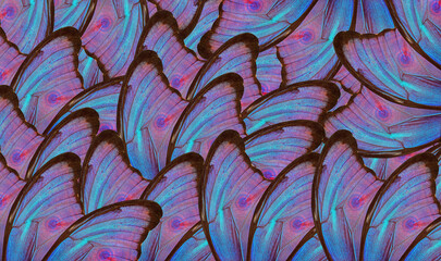 Aufkleber - abstract pattern of bright colorful wings of a tropical morpho butterfly. ornament of butterfly wings. blue morpho texture background