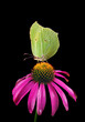 bright yellow butterfly on echinacea purpurea flower isolated on black. brimstones butterfly.