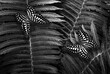 tropical spotted butterflies on fern leaves black and white