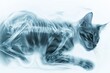 x ray illustration of cat - veterinarian clinic poster design