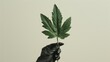 A hand in a protective glove holding a Giant Hogweed leaf in minimalist style