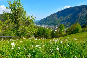 Wall Mural - View of Jesenice town and Mežakla above from Karavanke mountains with poet's daffodil flowers at a meadow in Gorenjska, Slovenia